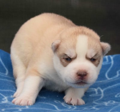 Les chiots de Siberian Husky