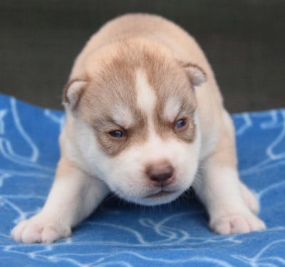 Les chiots de Siberian Husky