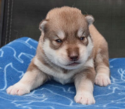 Les chiots de Siberian Husky