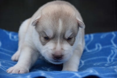 Les chiots de Siberian Husky
