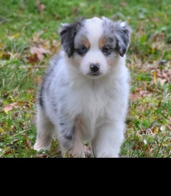Les chiots de Berger Américain Miniature