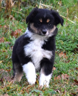 Les chiots de Berger Américain Miniature 