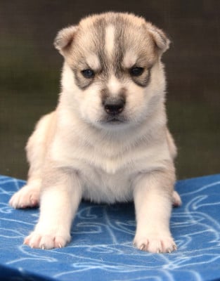 Les chiots de Siberian Husky