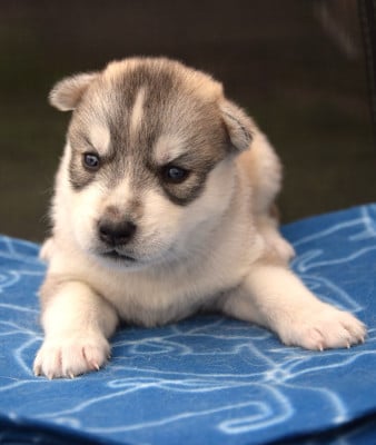 Les chiots de Siberian Husky