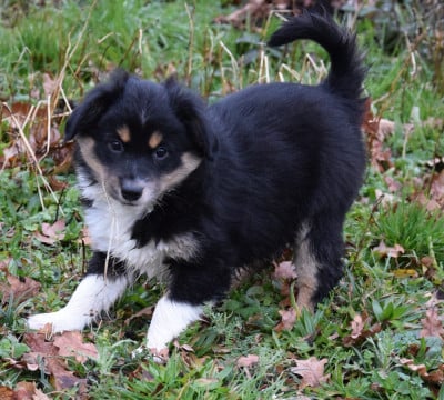 Les chiots de Berger Américain Miniature 
