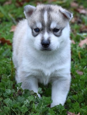 Les chiots de Siberian Husky