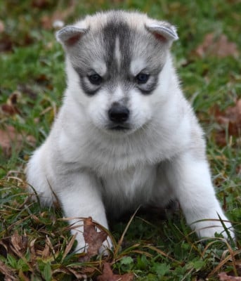 Les chiots de Siberian Husky