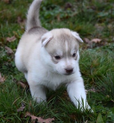 Les chiots de Siberian Husky