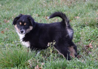 Les chiots de Berger Américain Miniature 