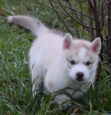 Les chiots de Siberian Husky