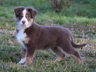 Les chiots de Berger Américain Miniature 