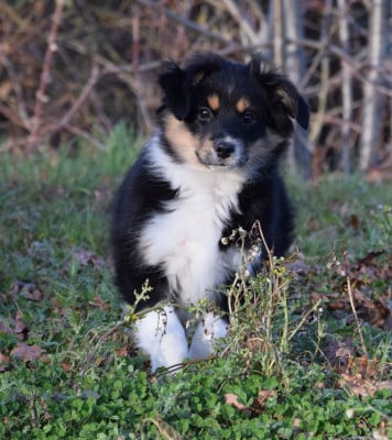 Les chiots de Berger Américain Miniature 
