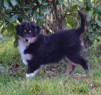 Les chiots de Berger Américain Miniature 