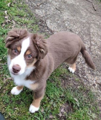 Les chiots de Berger Américain Miniature