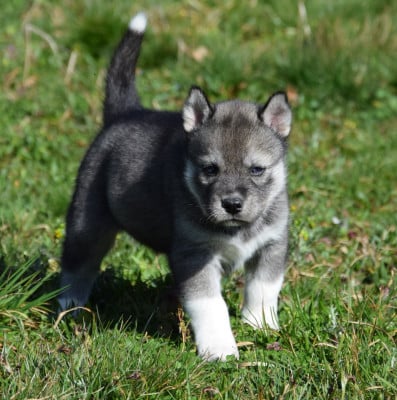 Les chiots de Siberian Husky