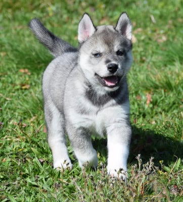 Les chiots de Siberian Husky