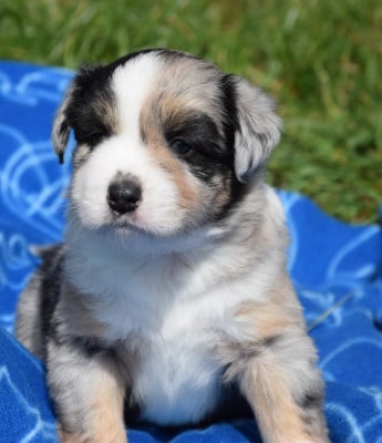 Les chiots de Berger Américain Miniature 