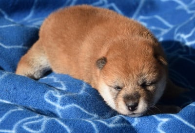 Les chiots de Shiba