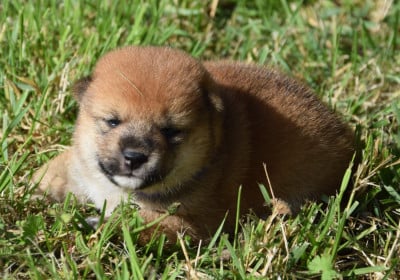 Les chiots de Shiba