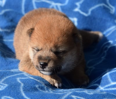 Les chiots de Shiba