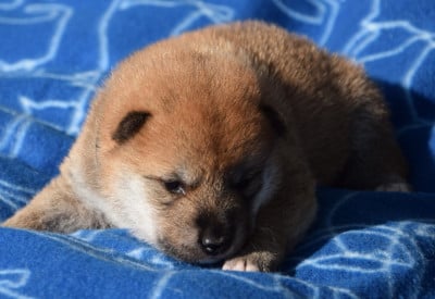 Les chiots de Shiba