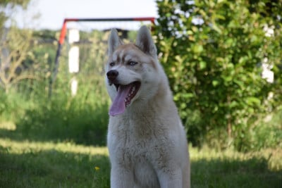 Les chiots de Siberian Husky