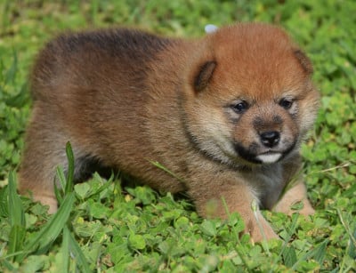 Les chiots de Shiba