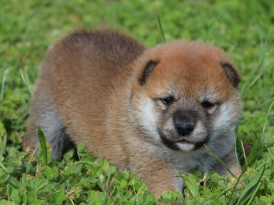 Les chiots de Shiba