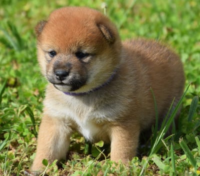 Les chiots de Shiba