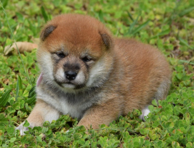 Les chiots de Shiba