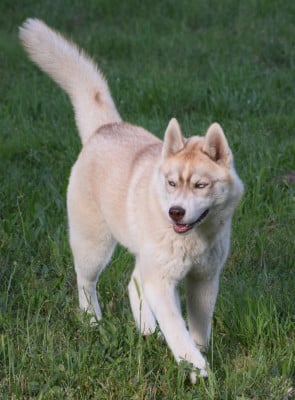 Les chiots de Siberian Husky