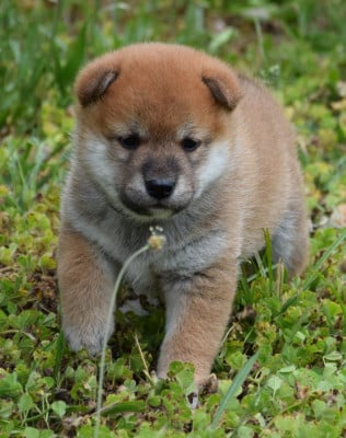 Les chiots de Shiba