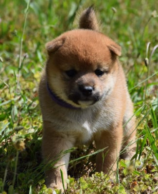 Les chiots de Shiba