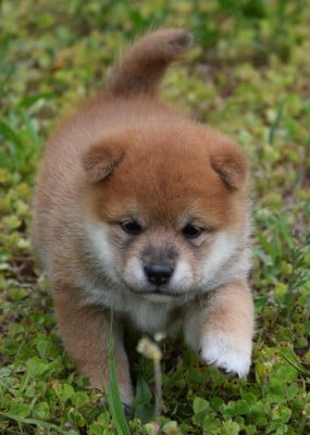 Les chiots de Shiba