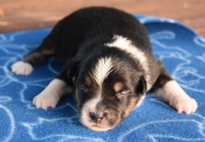 Chiot N°1 - Berger Américain Miniature 