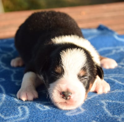 Chiot N°2 - Berger Américain Miniature