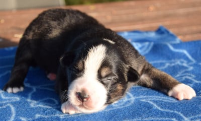 Chiot N°3 - Berger Américain Miniature