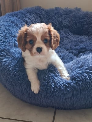 Cavalier King Charles Spaniel
