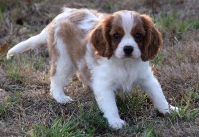 Les chiots de Cavalier King Charles Spaniel