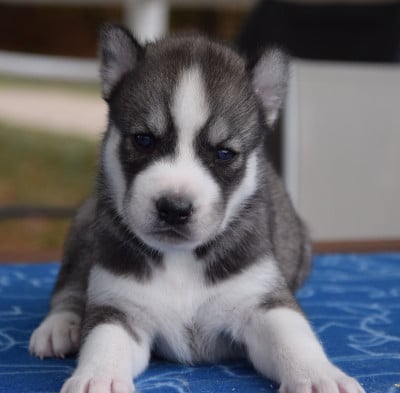 Siberian Husky