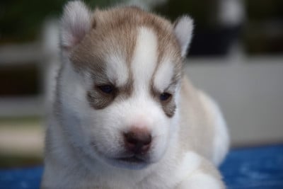 Chiot N°3 - Siberian Husky