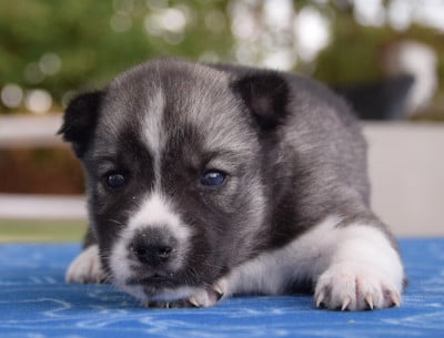 Chiot N°4 - Siberian Husky