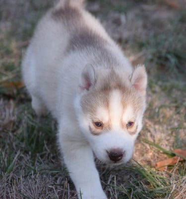 Les chiots de Siberian Husky