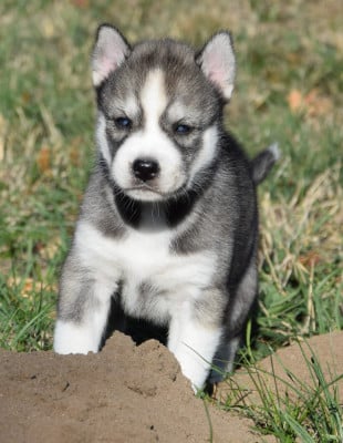 Siberian Husky
