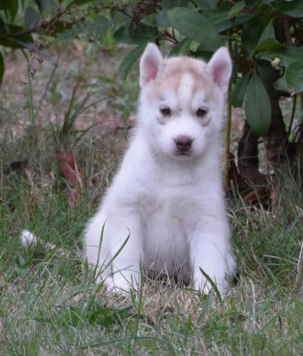 Les chiots de Siberian Husky
