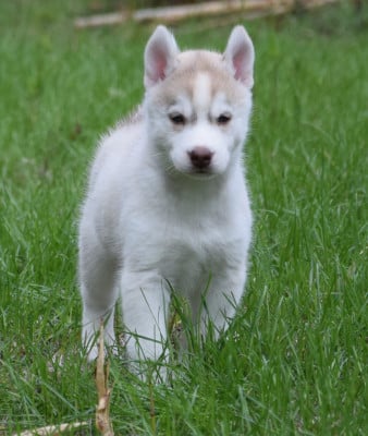 Les chiots de Siberian Husky