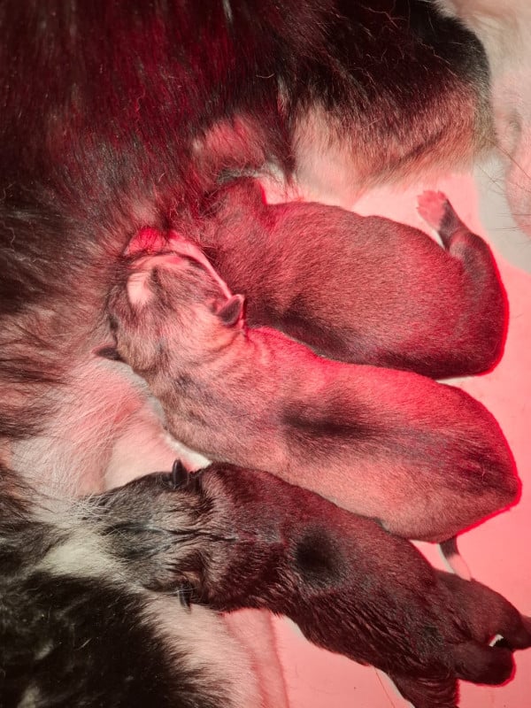 Siberian Husky - (Sans Affixe)