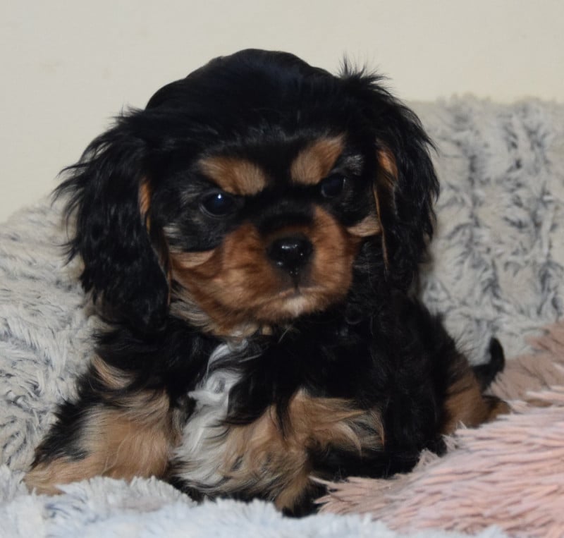 Cavalier King Charles Spaniel - (Sans Affixe)