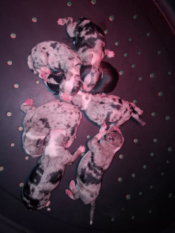 Berger Américain Miniature  - (Sans Affixe)