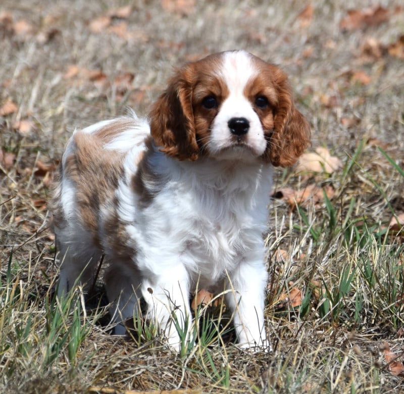Cavalier King Charles Spaniel - (Sans Affixe)